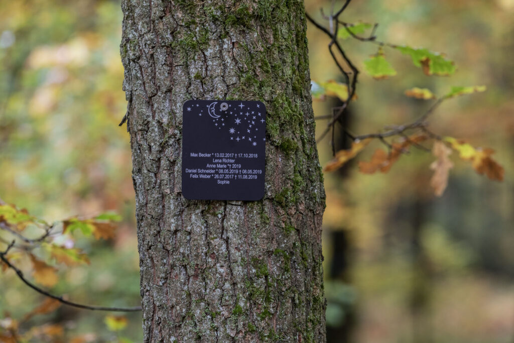 sternenkind sternenkindergrab friedwald bestattungswald sternschnuppenbaum